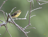 Lesser Goldfinch 5474
